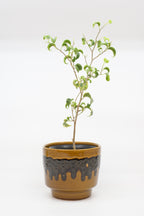 FAT LAVA Planter " BAY Keramik "