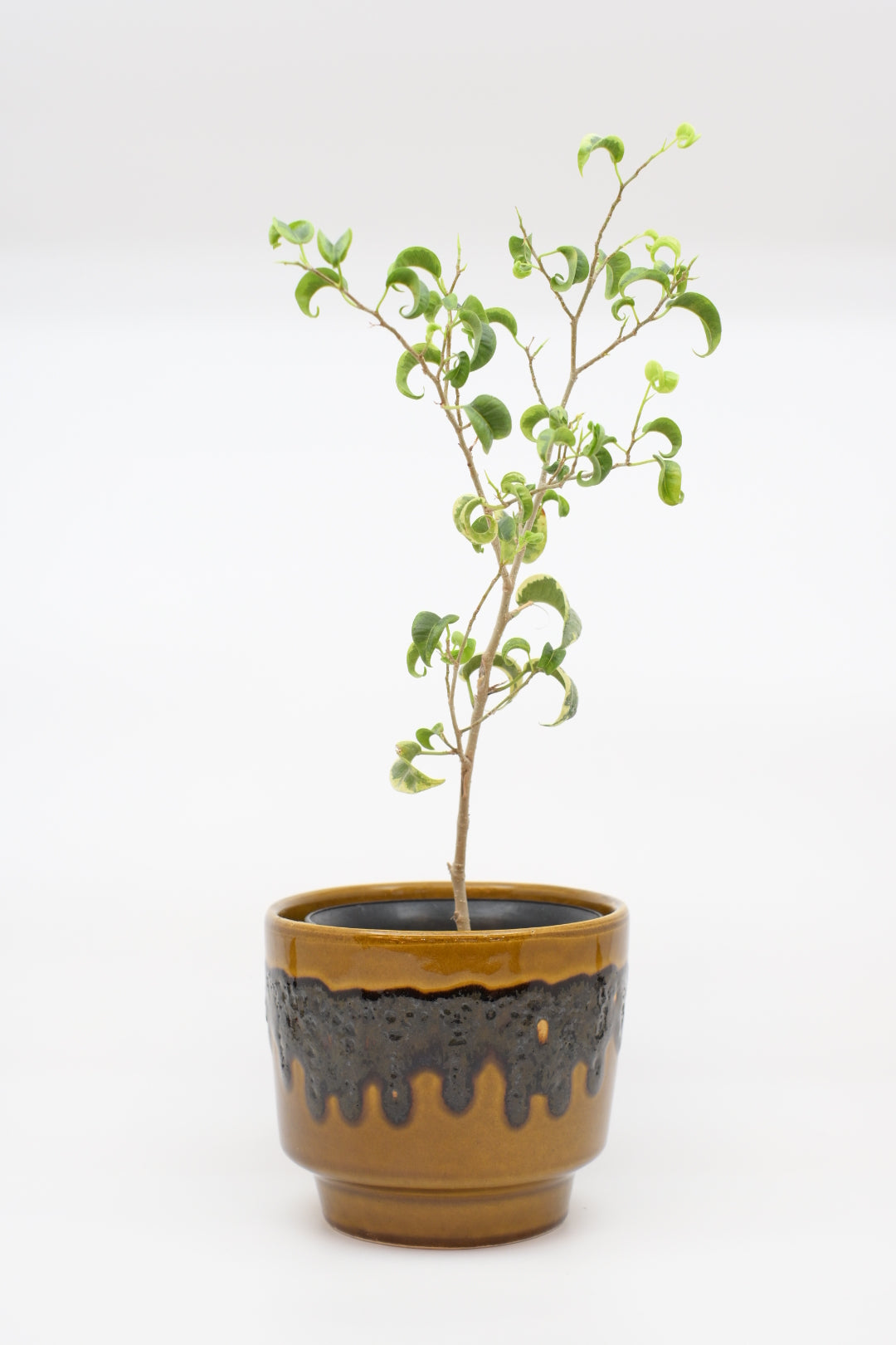 FAT LAVA Planter " BAY Keramik "