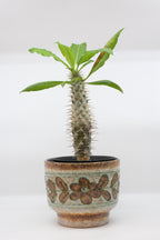 FAT LAVA Planter “Strehla”