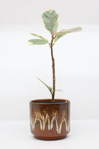 FAT LAVA Planter “Jasba"