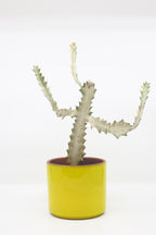 FAT LAVA Planter "unKnown"