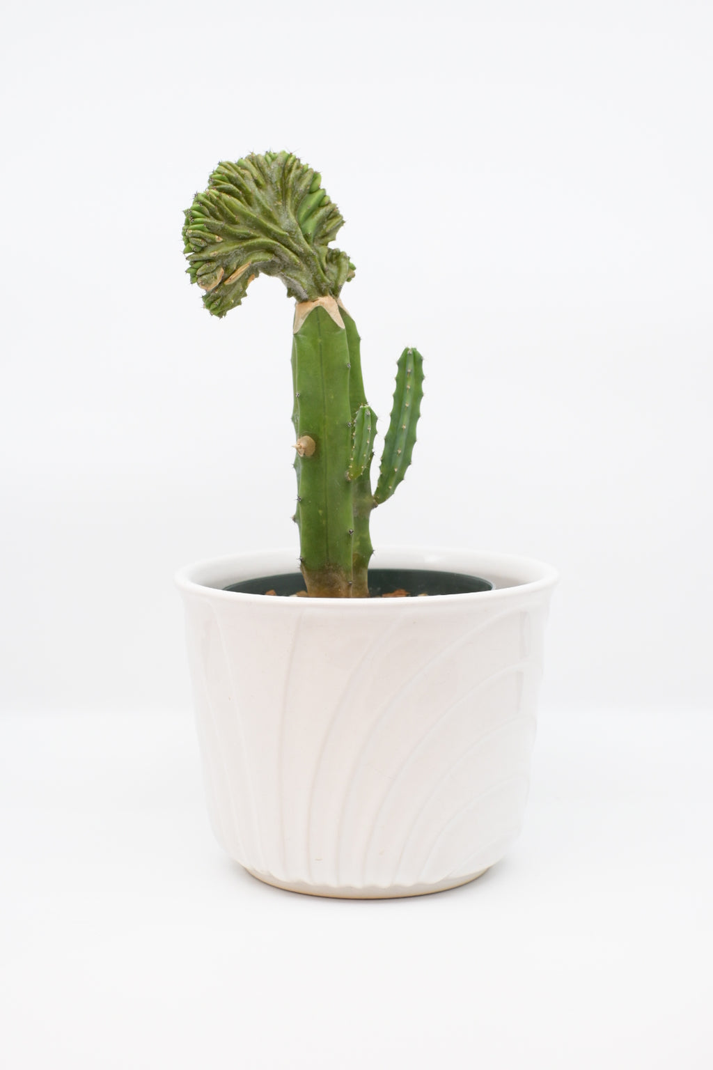 FAT LAVA Planter "BAY Keramik - 663 14"