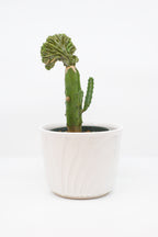 FAT LAVA Planter "BAY Keramik - 663 14"