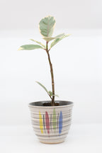 FAT LAVA "AK KERAMIK"