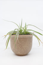 FAT LAVA Planter “Dümler & Breiden 542/16"