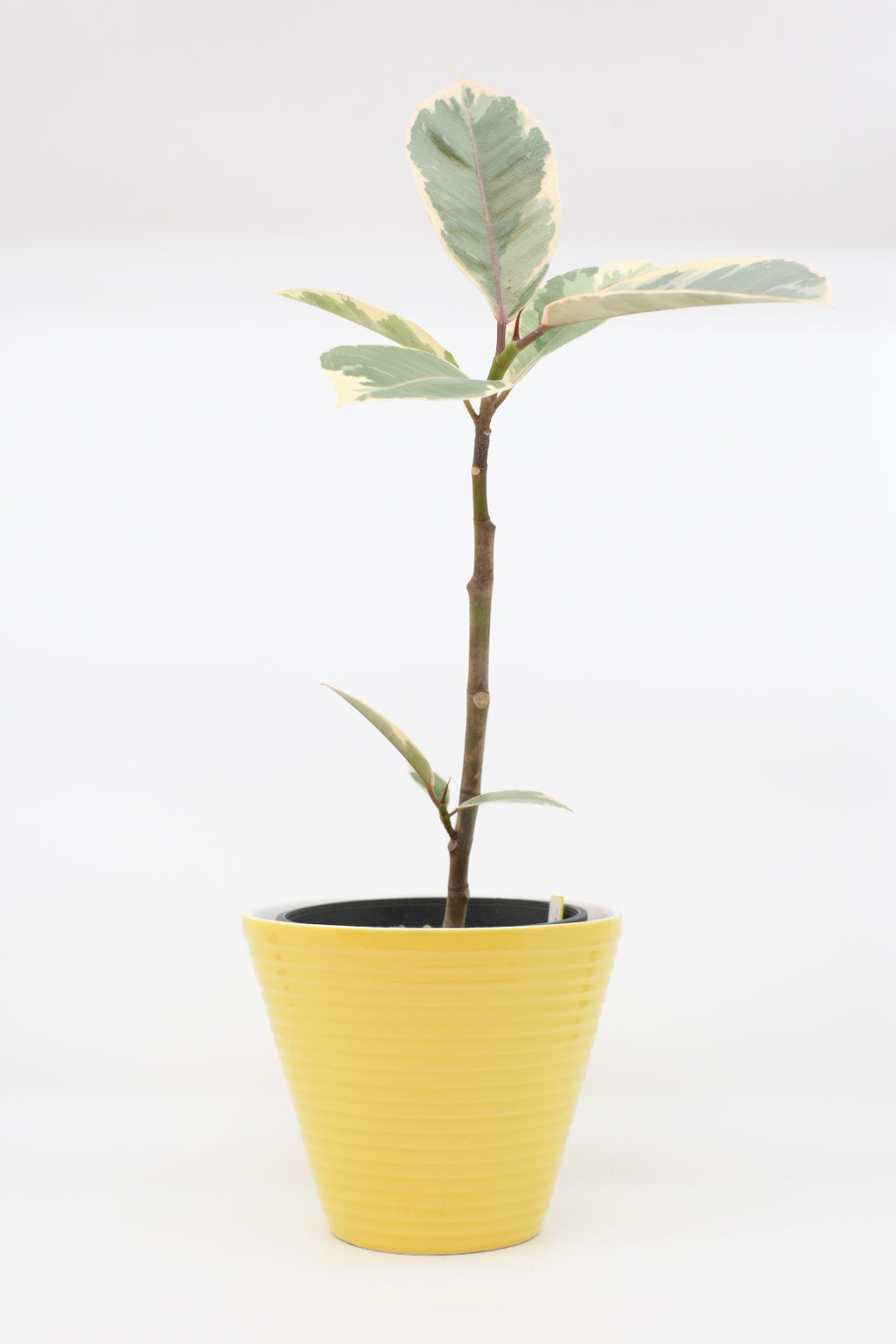 FAT LAVA Planter “Ü-Keramik"