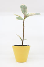 FAT LAVA Planter “Ü-Keramik"