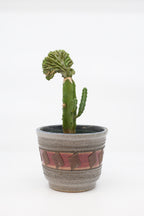 FAT LAVA Planter "unKnown"