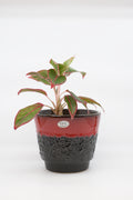 FAT LAVA Planter "Jopeko"