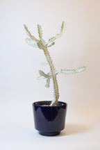 FAT LAVA Planter "ES keramik"