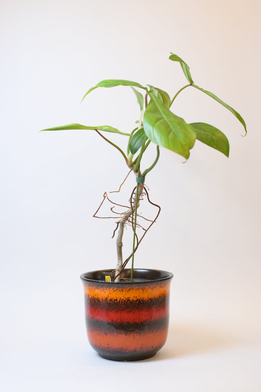 FAT LAVA Planter "Sheurich"