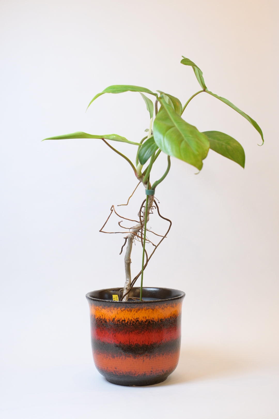 FAT LAVA Planter "Sheurich"