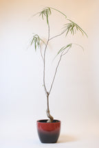 FAT LAVA Planter "GLASUR-KERAMIK"