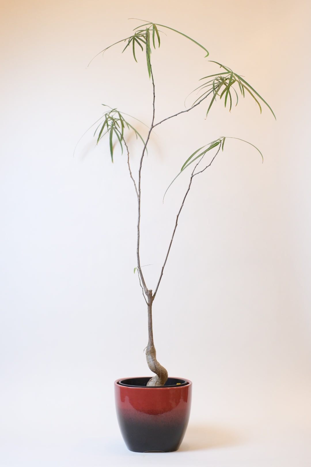 FAT LAVA Planter "GLASUR-KERAMIK"