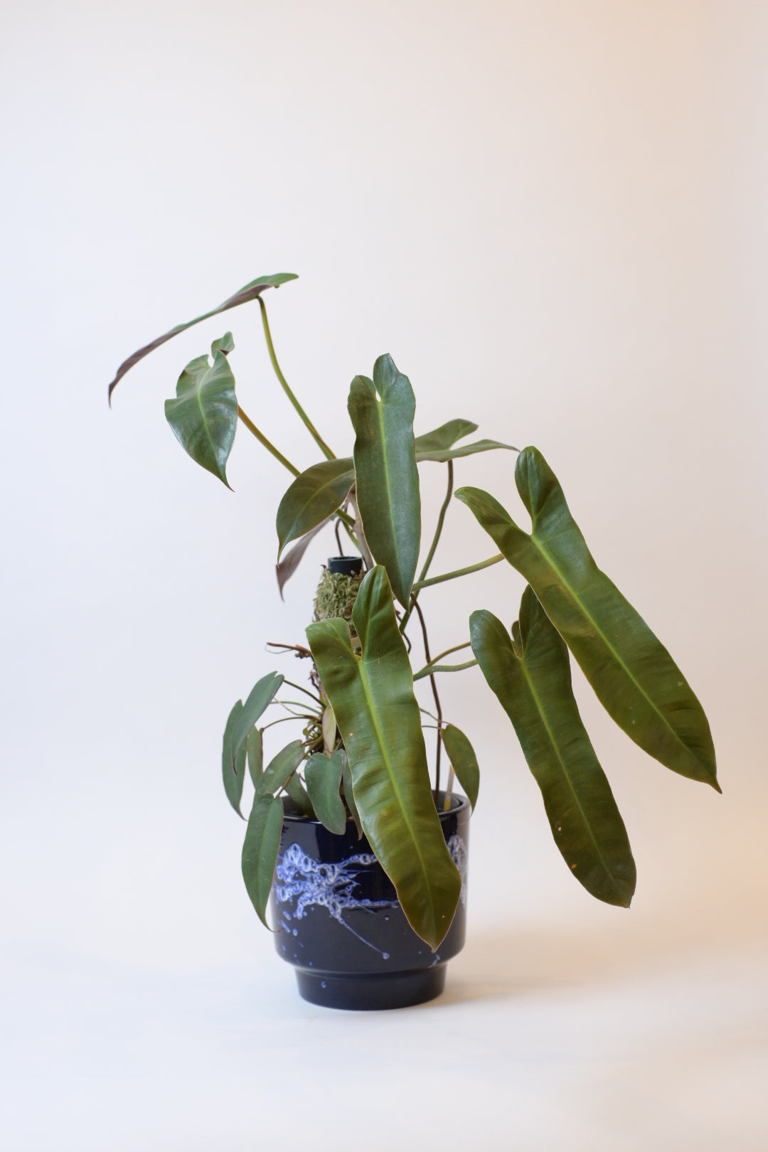FAT LAVA Vase / Planter – nord - ノルト