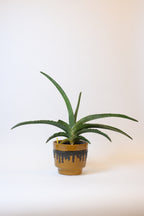 FAT LAVA Planter "BAY Keramik"