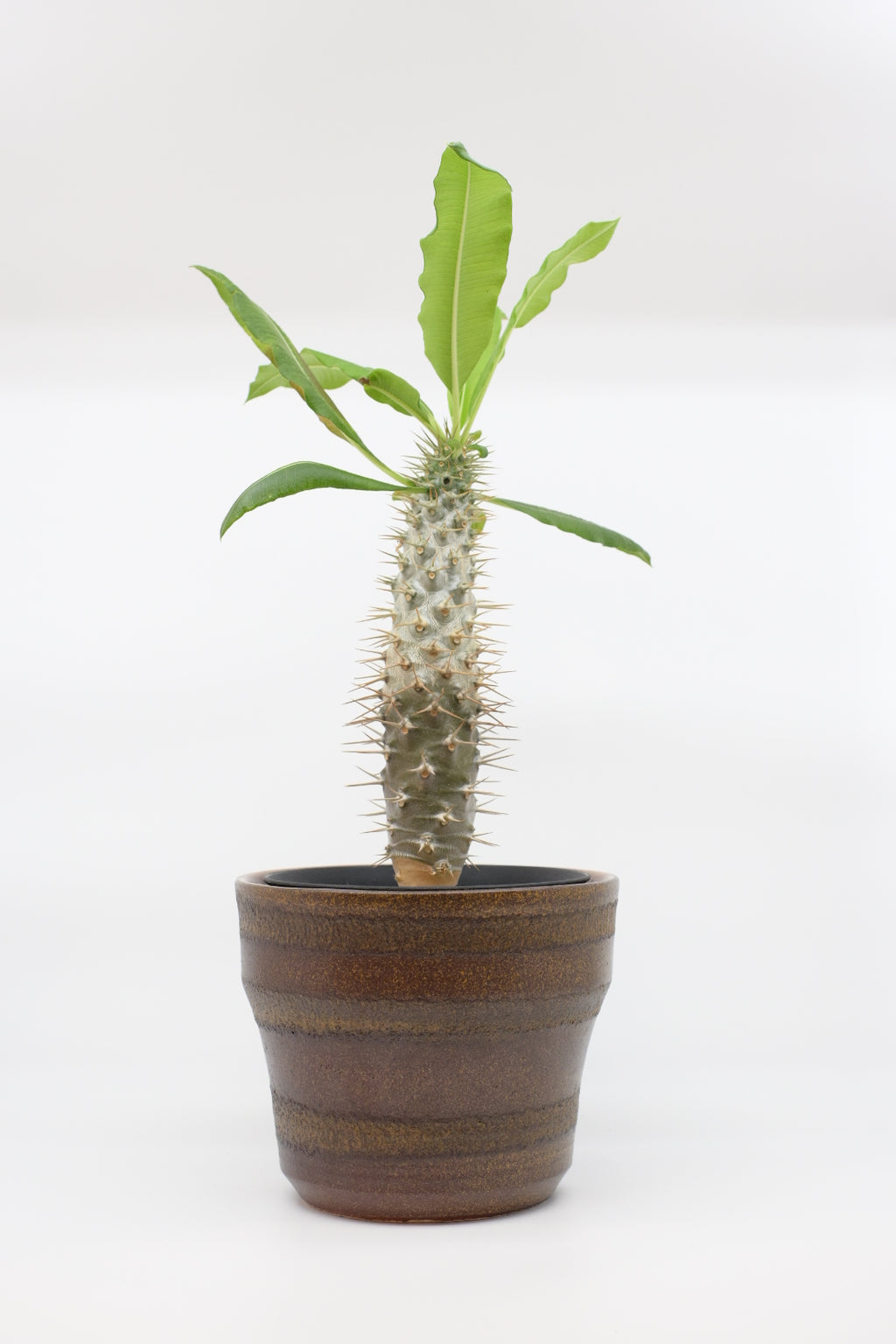 FAT LAVA Planter "unknown"