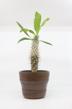 FAT LAVA Planter "unknown"