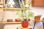Ceramic Planter "Fratelli Fanciullacci"