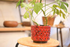 Ceramic Planter "Fratelli Fanciullacci"