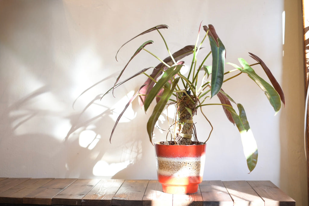 FAT LAVA Planter “Carstens"