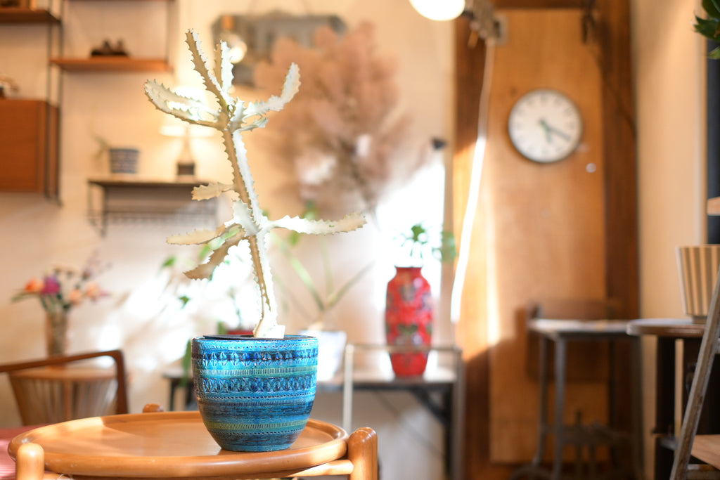 Ceramic Planter  " Bitossi - Rimini Blu 701/17 "