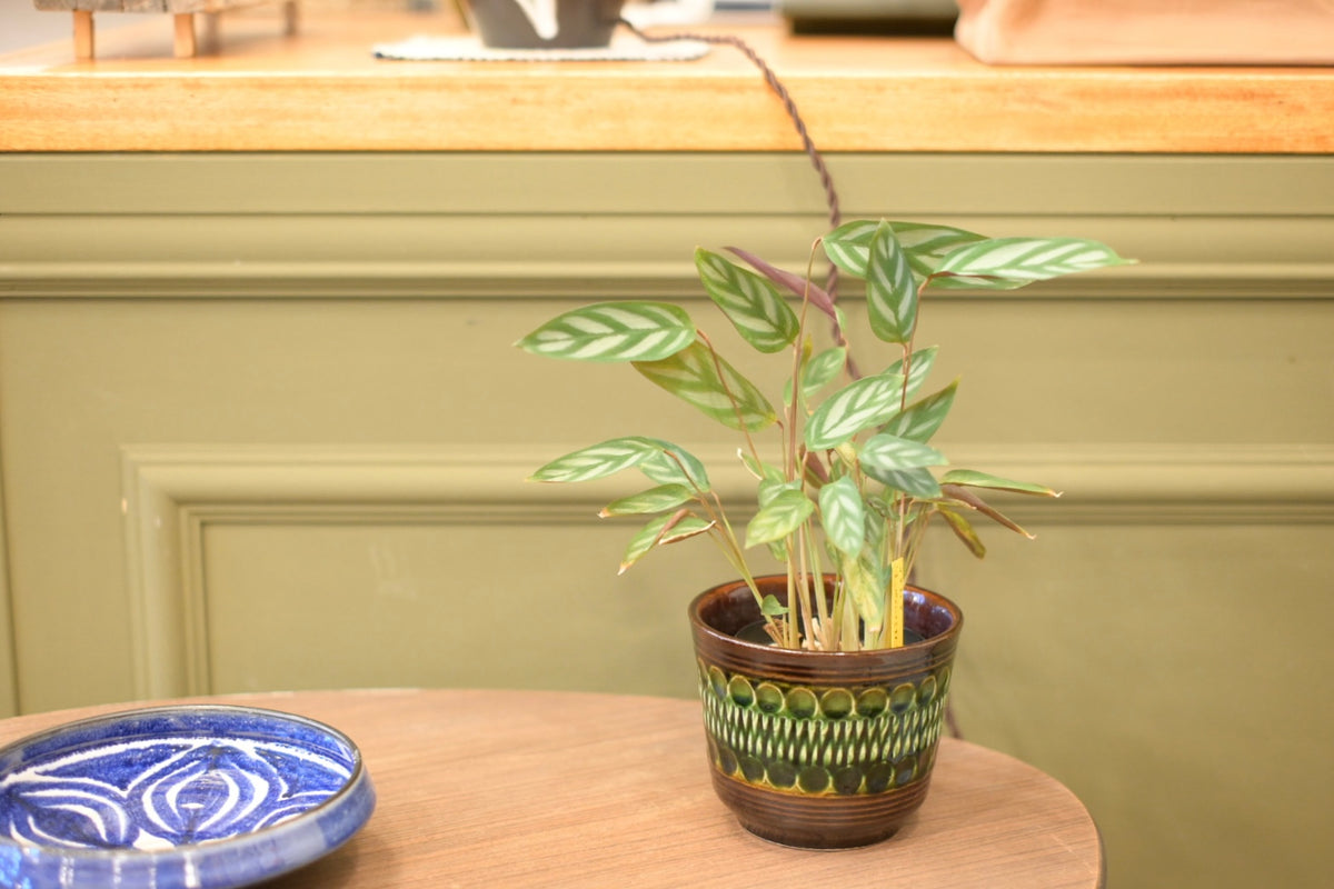 FAT LAVA Planter "BAY Keramik 44 12"